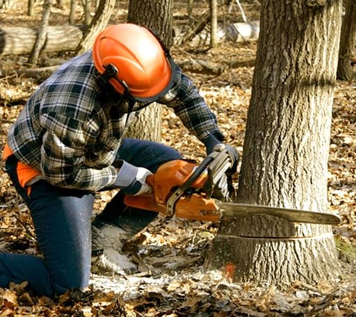 Tree Removal in Jacob, IL